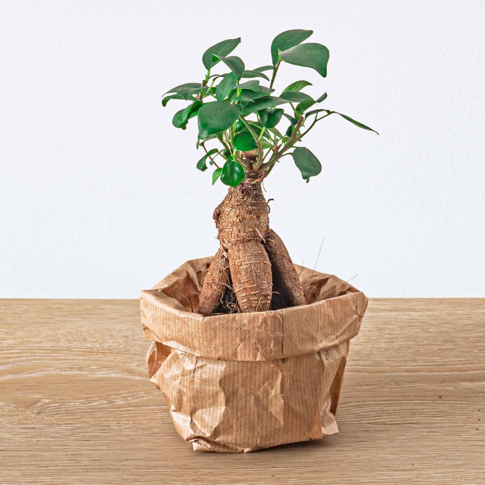 Urbanjngl Planten terrarium pakket - Ficus Ginseng bonsai - Navulling & Startpakket- DIY (8720872021539)