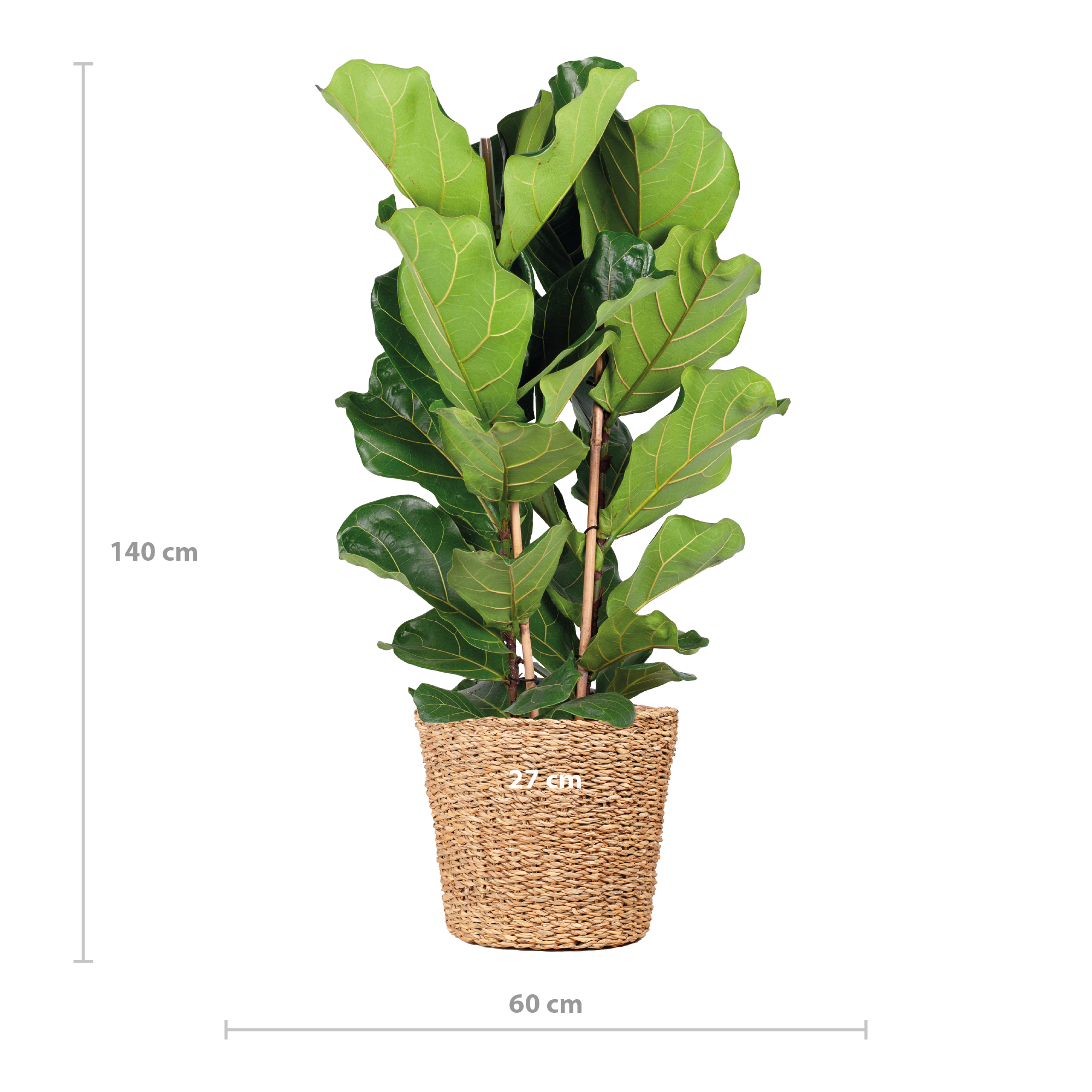 E-flora Ficus Lyrata XL met Torun mand - 140cm - Ø27 (44878)