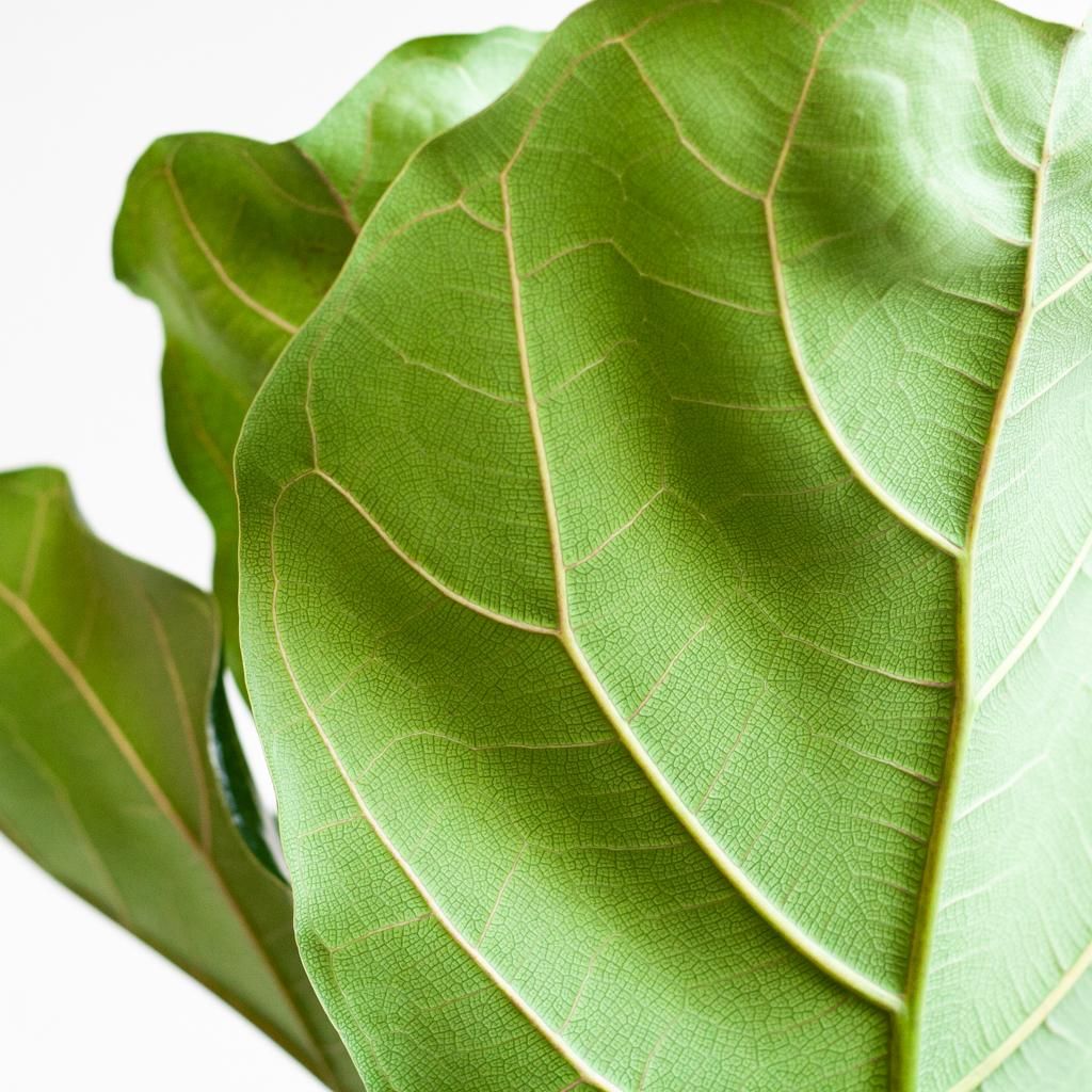 E-flora Ficus Lyrata XL met Torun mand - 140cm - Ø27 (44878)