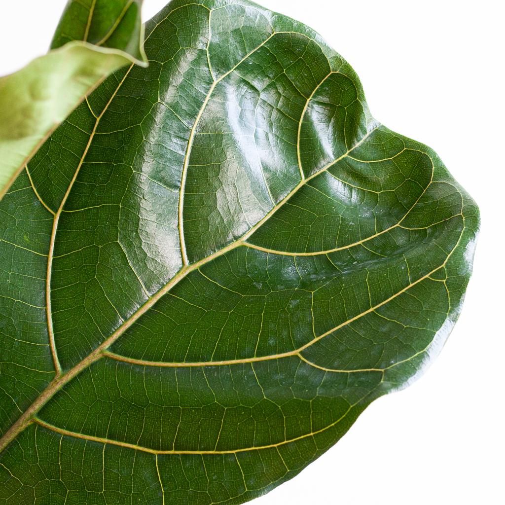 E-flora Ficus Lyrata XL met Torun mand - 140cm - Ø27 (44878)