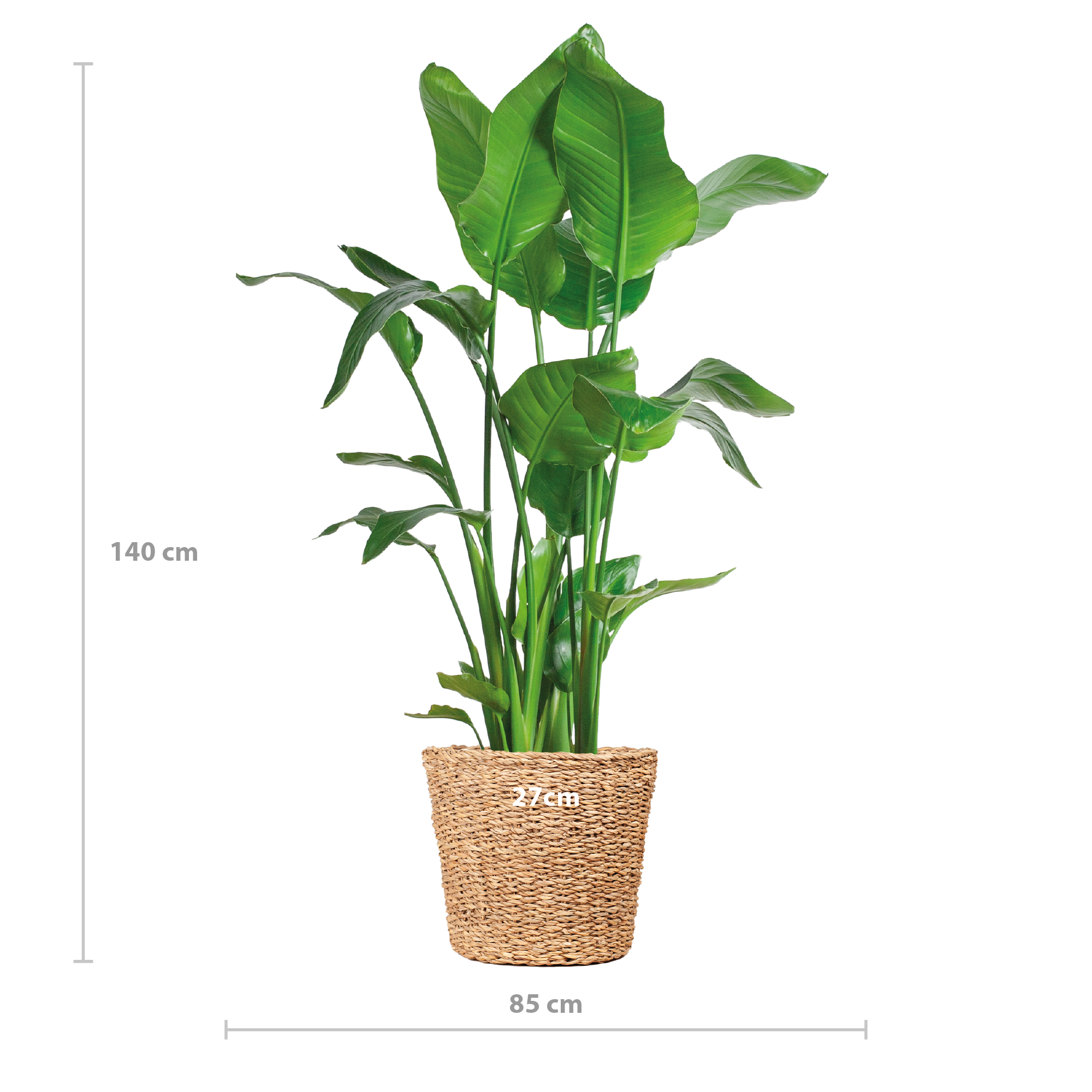 E-flora Strelitzia Nicolai XL met Torun mand - 140cm - Ø27 (44872)
