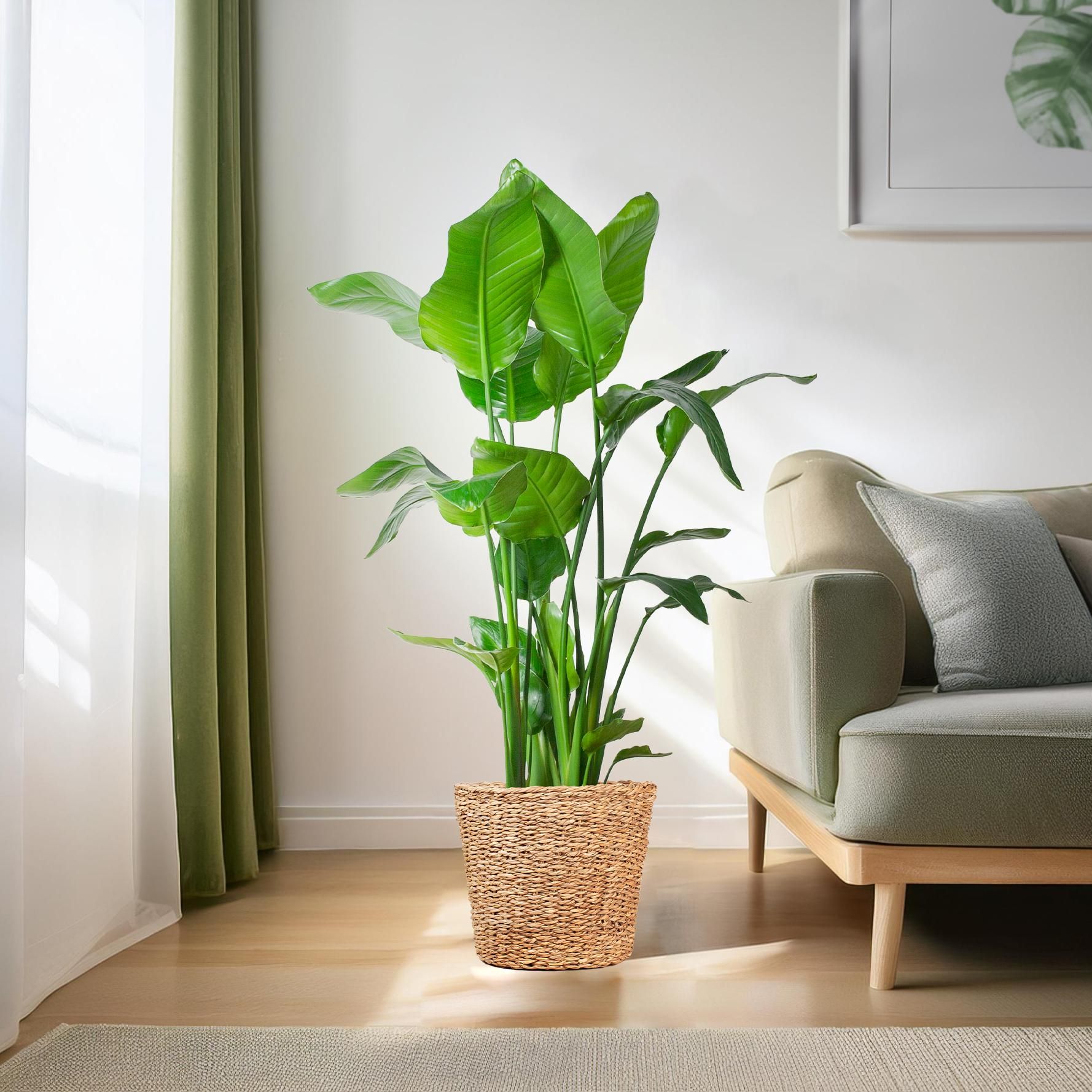 E-flora Strelitzia Nicolai XL met Torun mand - 140cm - Ø27 (44872)