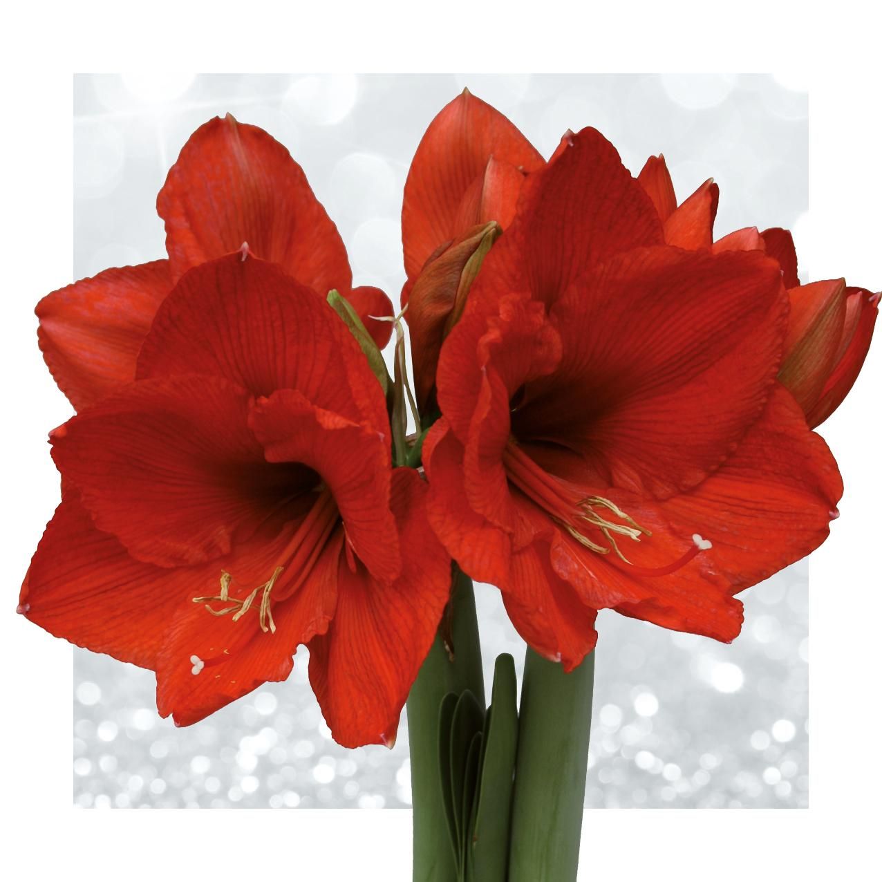No Water Flowers® (wax amaryllis) | Wrapz - Gold + Red flower (8721225131820)