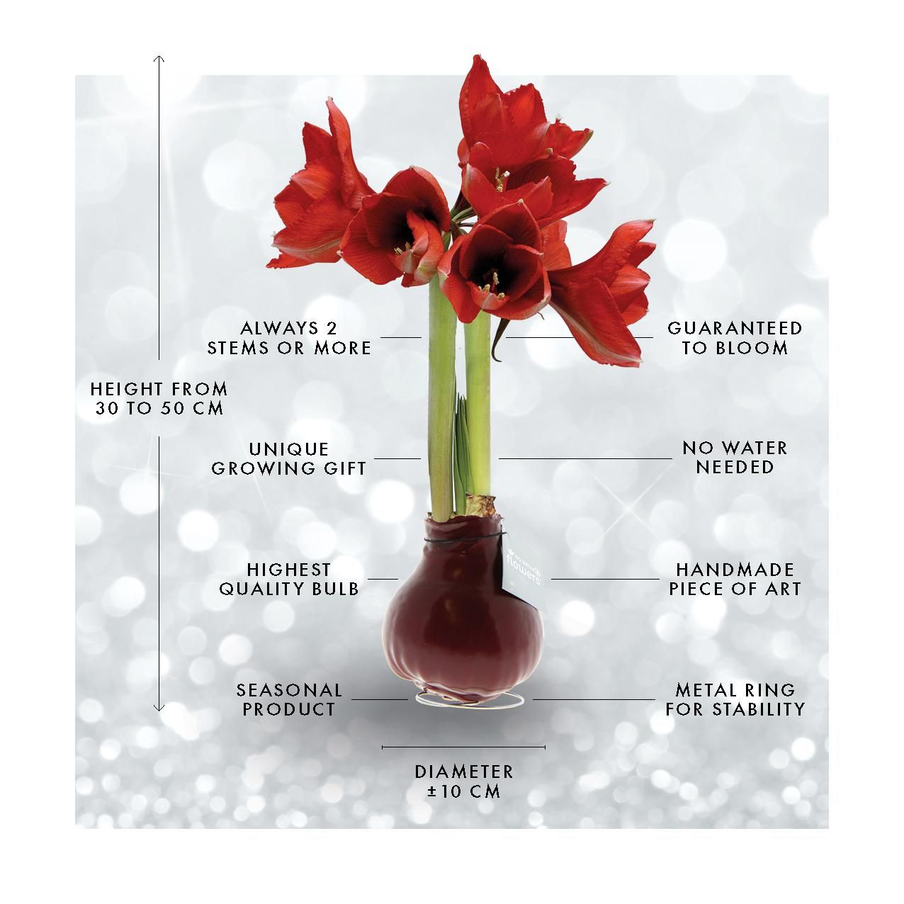 No Water Flowers® (wax amaryllis) | Wrapz - Gold + Red flower (8721225131820)