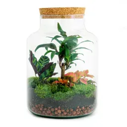 DIY terrarium