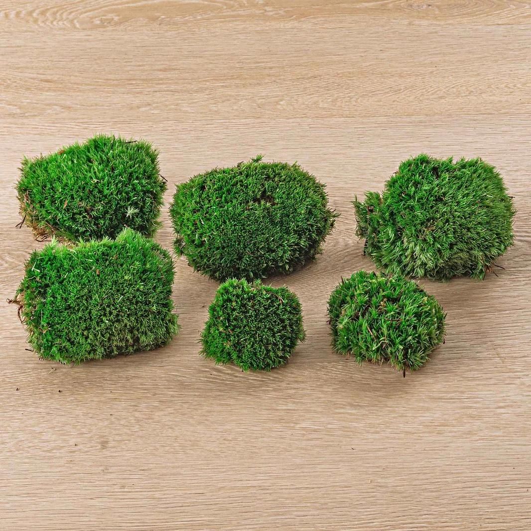 Live Cushion Moss - Premium Fresh Moss - 6 pcs (2 bags) (45642)