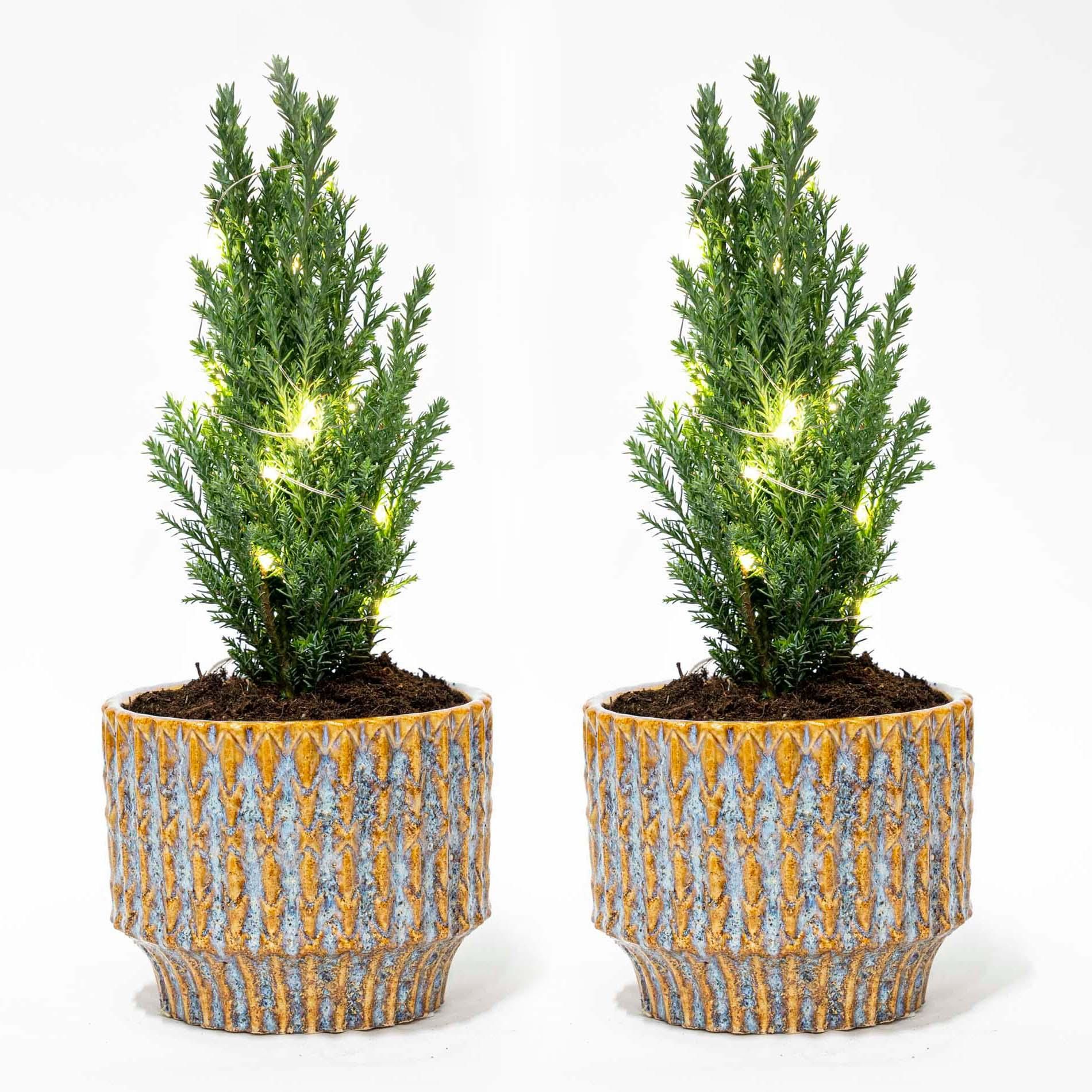Set van 2 - Kerstboom 'Ellwoodii' + Pot Echo + 20 led lampen - 25 - 30 cm hoog (8720872023557)