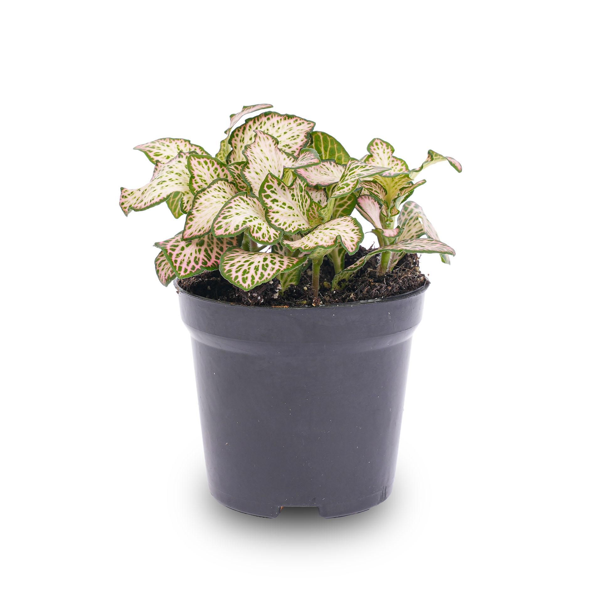 Fittonia Pink Tiger - Pink, white and Green - Mosaic plant - potmaat 8 (8720872022697)