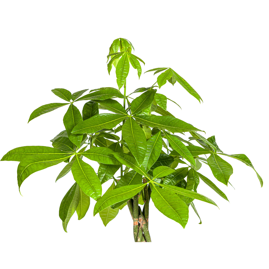 Pachira Aquatica (4250308315276)