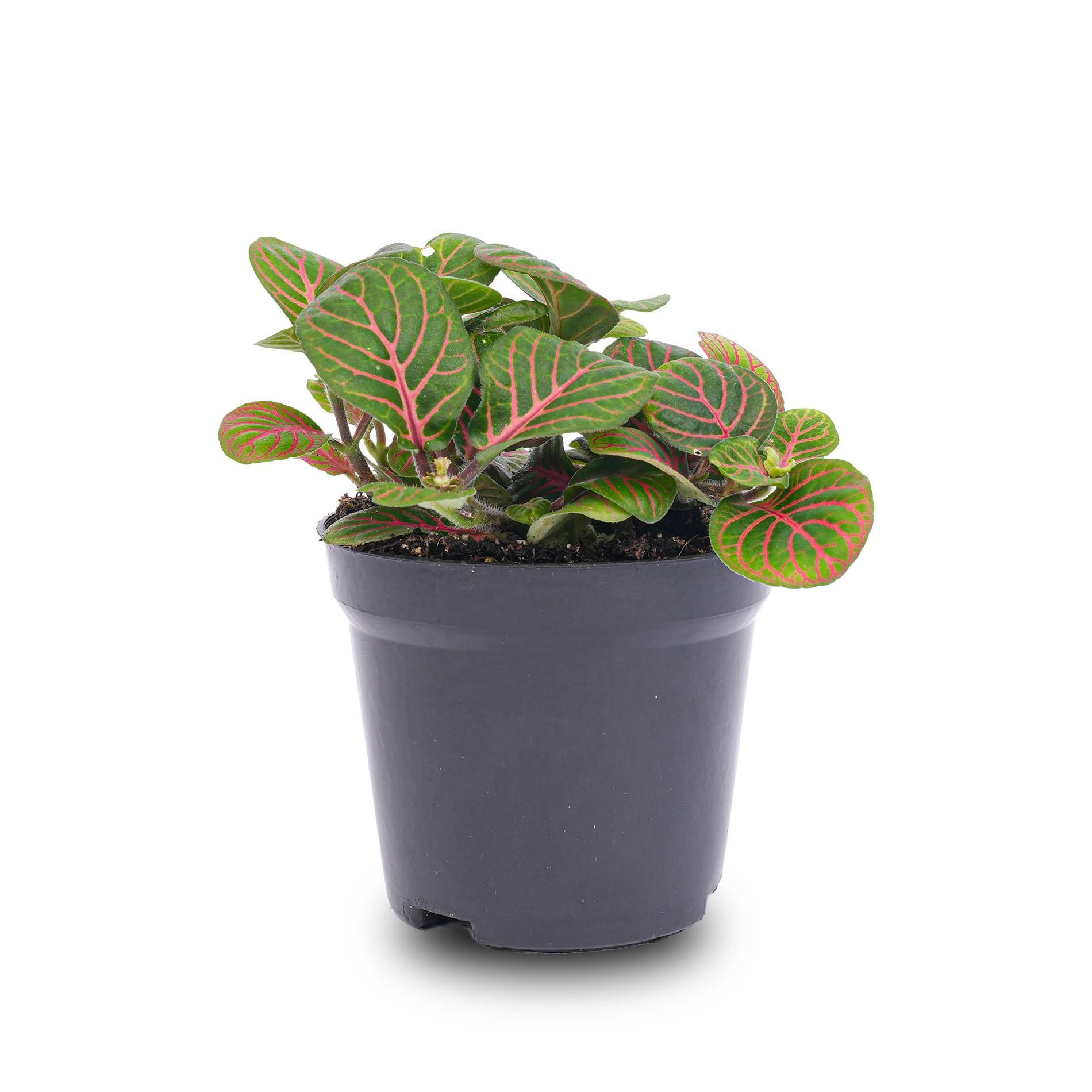 Fittonia Bubble Red - Red and green - Mosaic plant - potmaat 8 (8720872022666)
