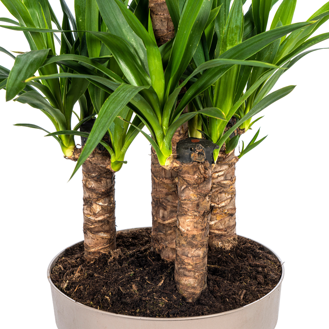 Yucca Elephantipes (4250308315641)