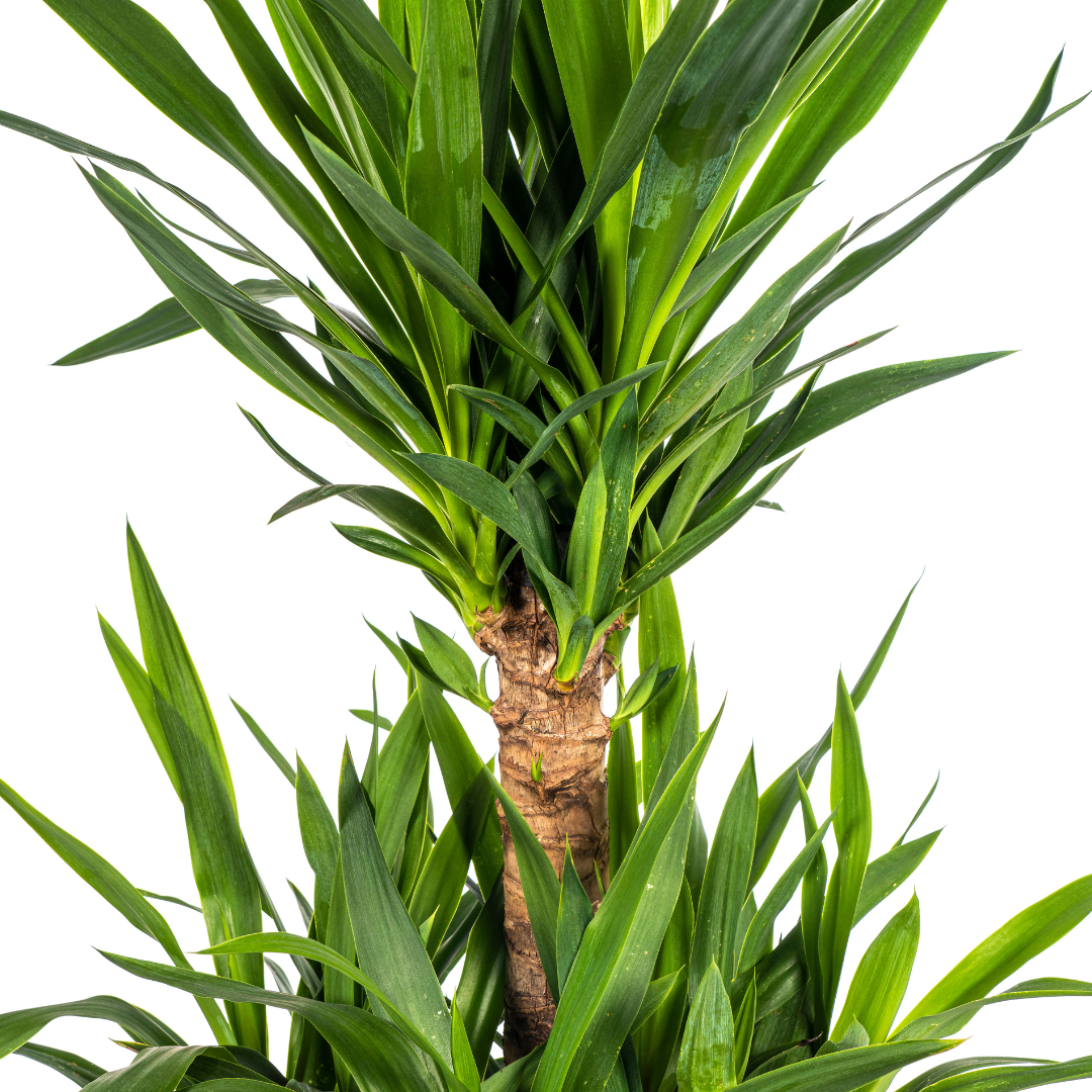 Yucca Elephantipes (4250308315641)