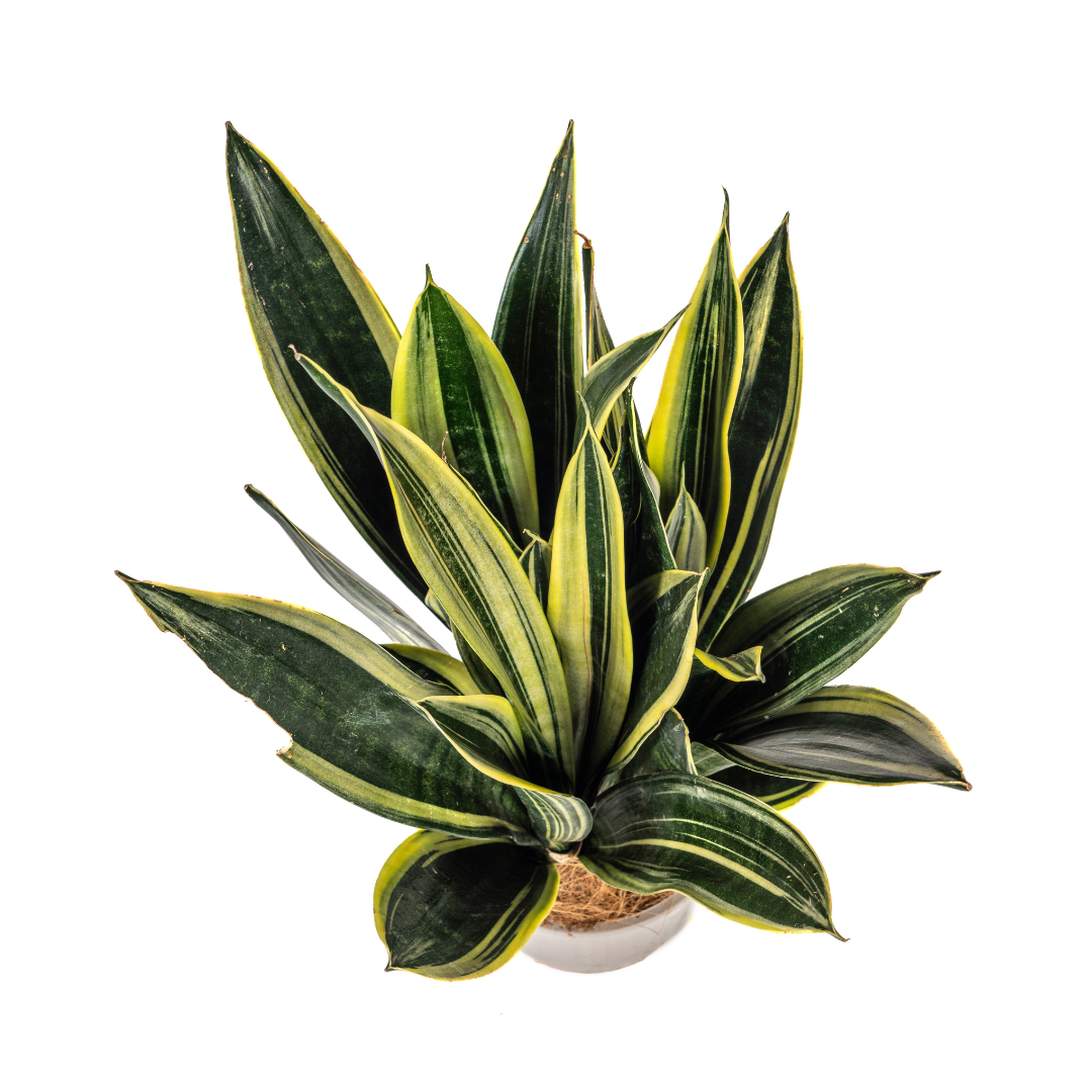 Sansevieria Trifasciata Canary (4250308316259)