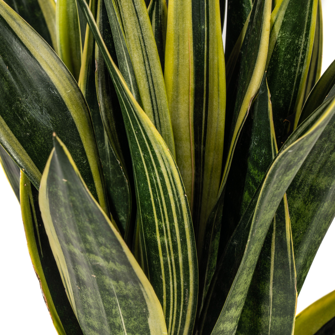 Sansevieria Trifasciata Canary (4250308316259)