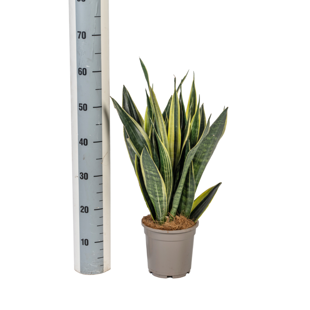 Sansevieria Trifasciata Canary (4250308316259)