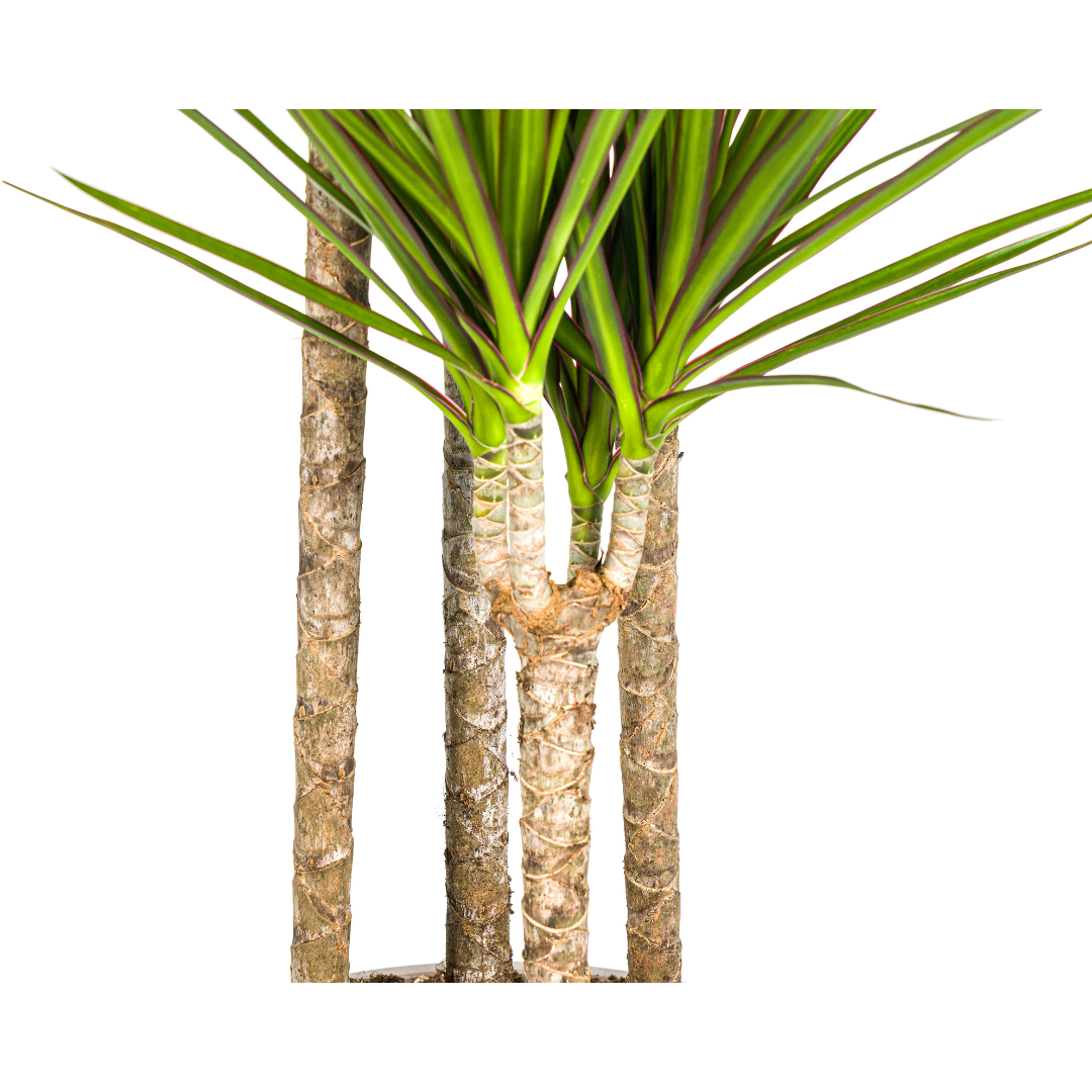 Dracaena Marginata Green (4250308314491)