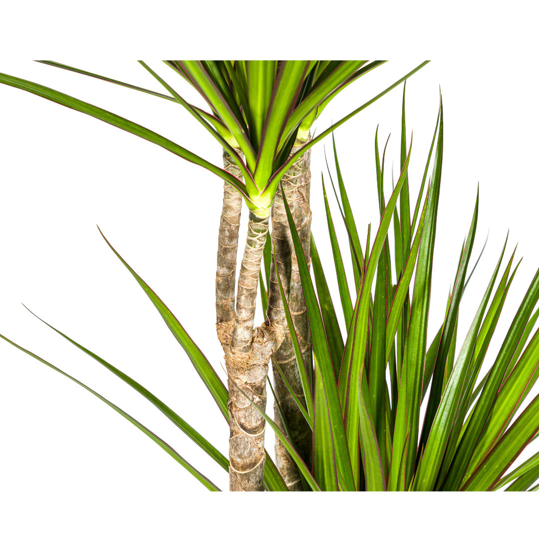 Dracaena Marginata Green (4250308314491)