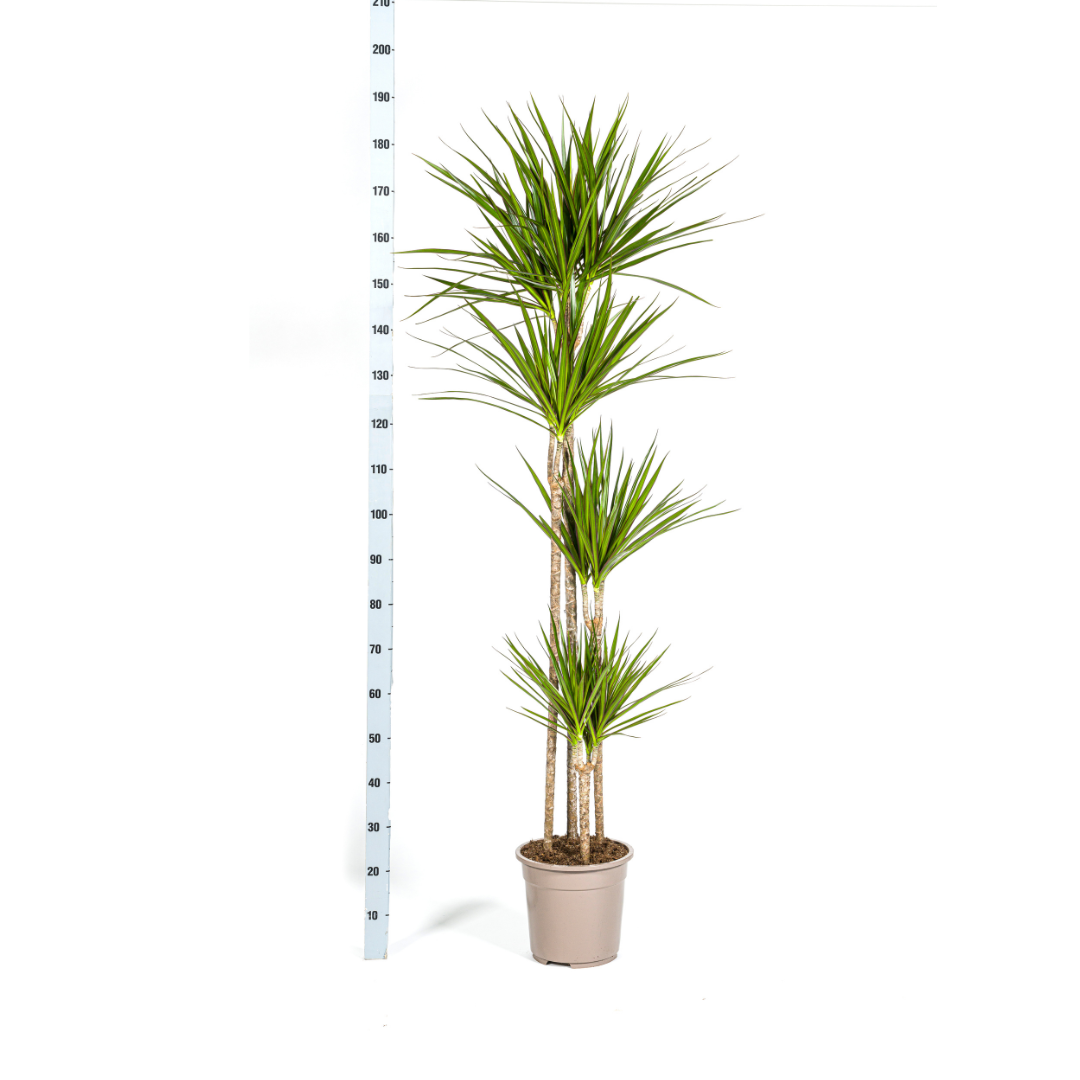 Dracaena Marginata Green (4250308314491)