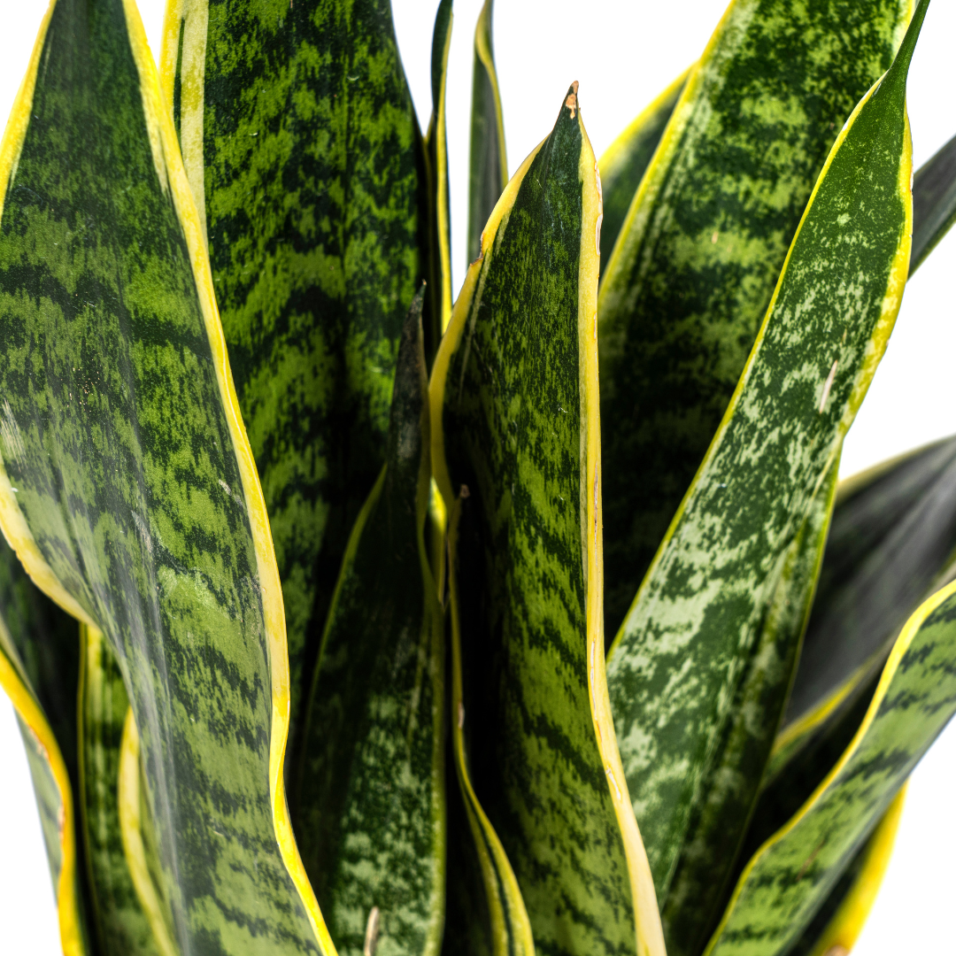 Sansevieria Trifasciata Futura Superba (4250308316280)