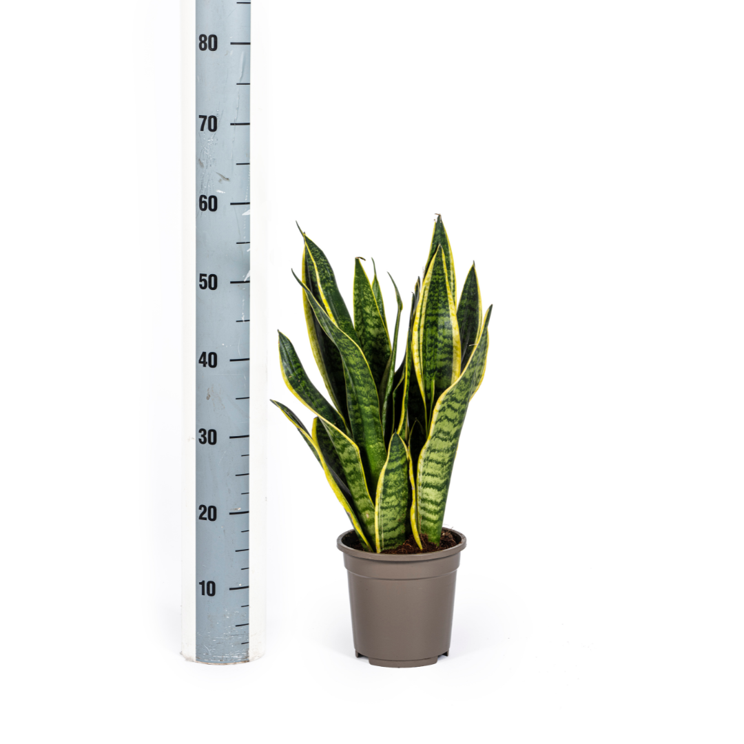 Sansevieria Trifasciata Futura Superba (4250308316280)