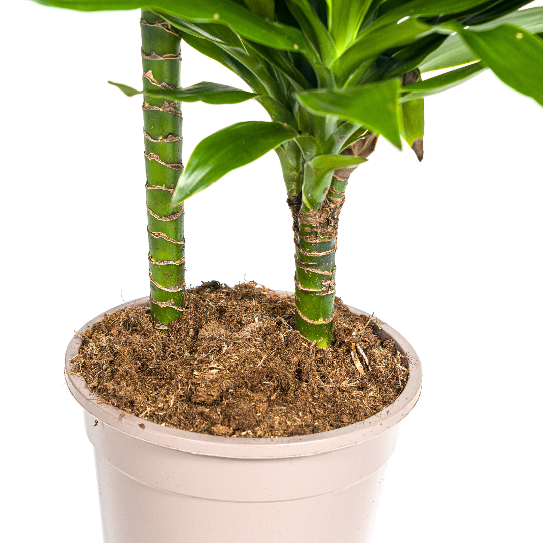 Dracaena Deremensis Green Jewel (4250308314033)