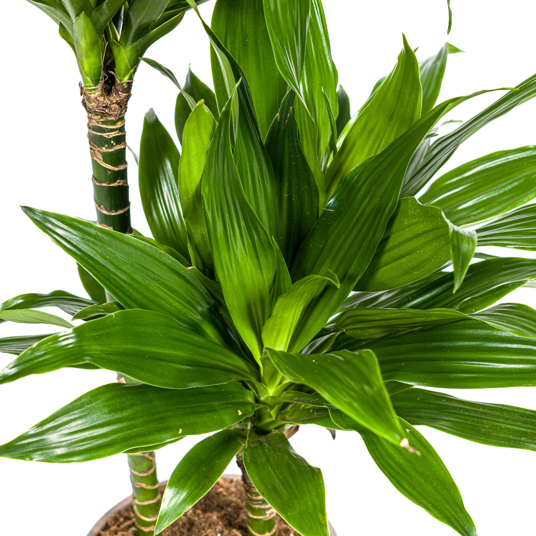 Dracaena Deremensis Green Jewel (4250308314033)