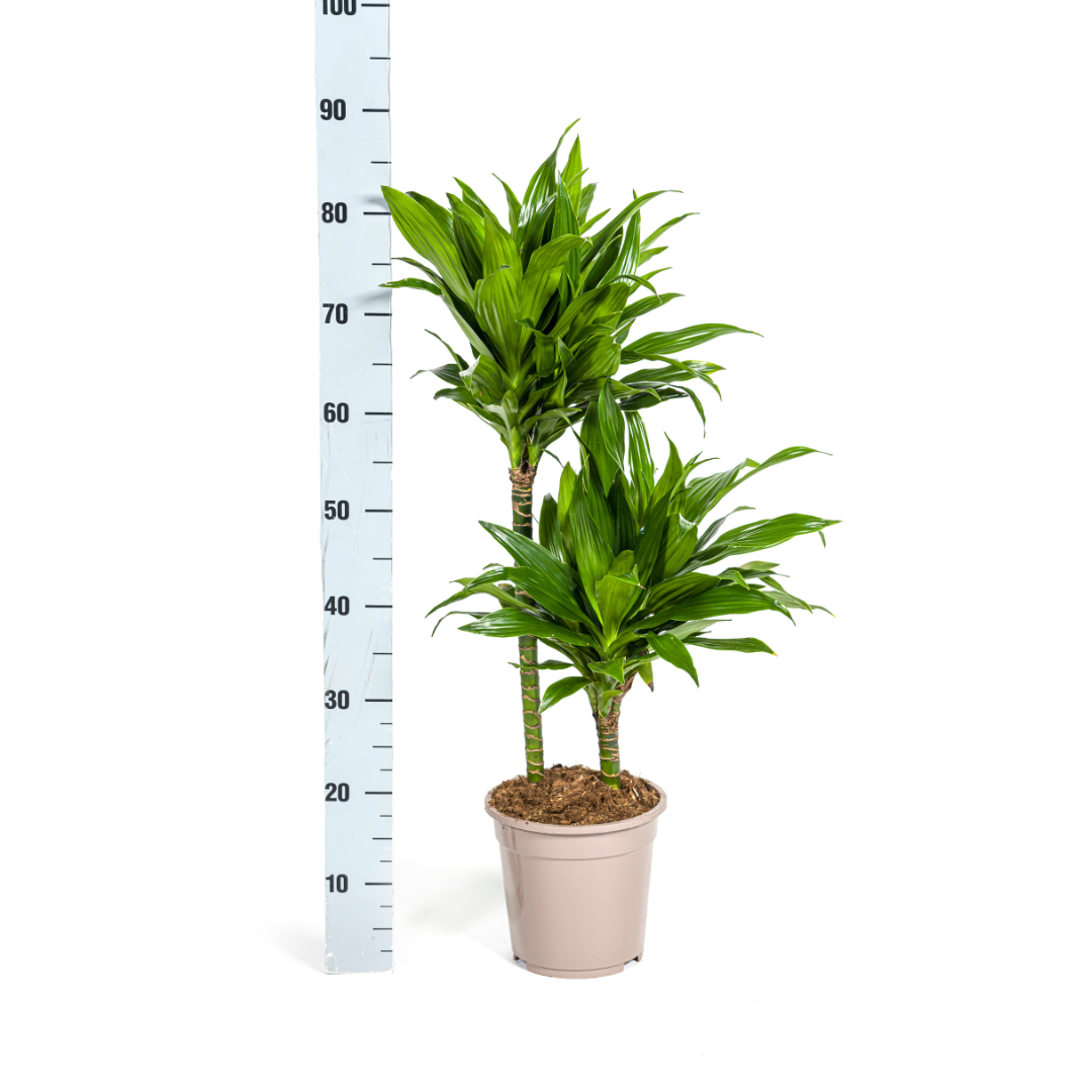 Dracaena Deremensis Green Jewel (4250308314033)
