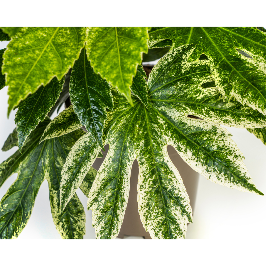 Fatsia Japonica Spider's Web (4250308315061)