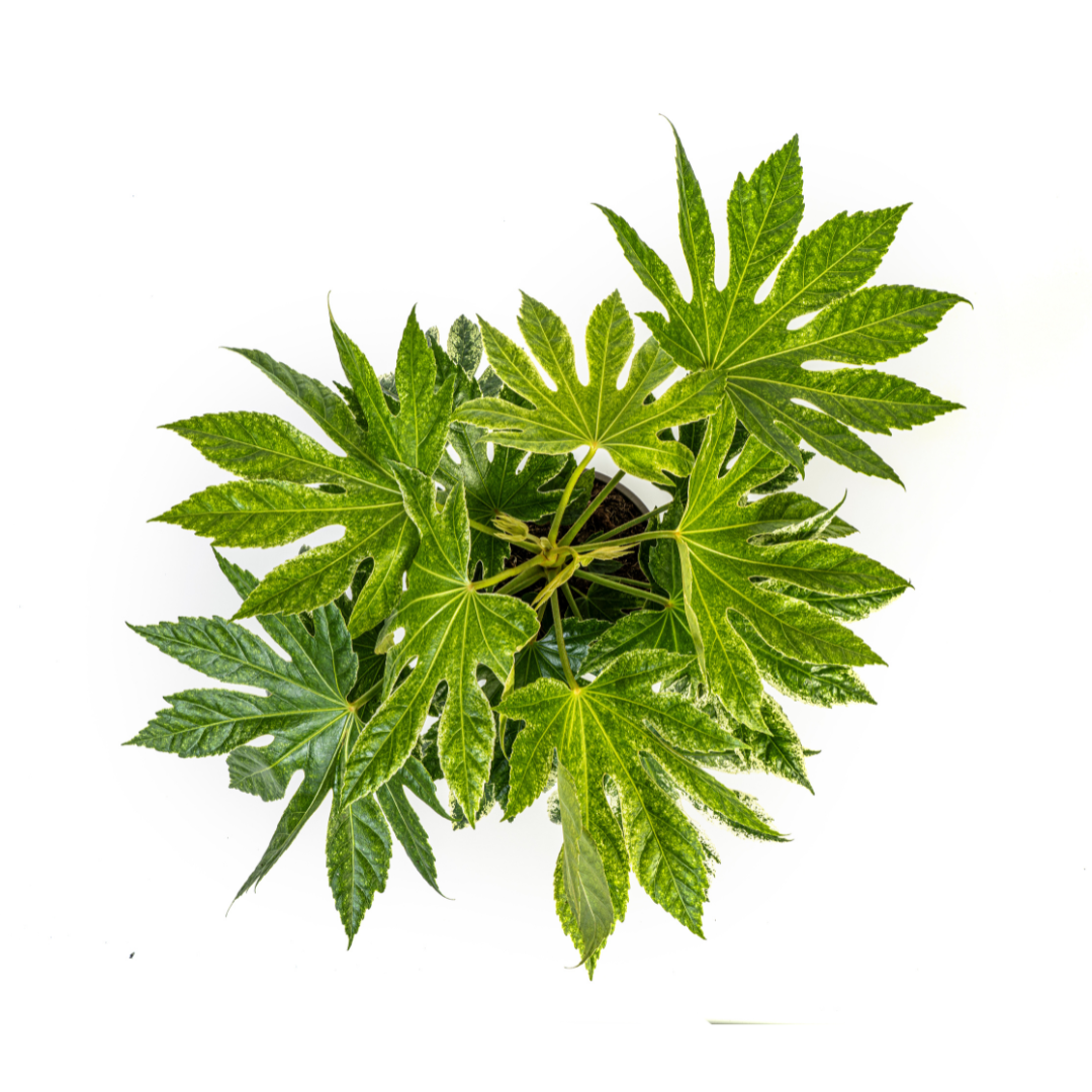 Fatsia Japonica Spider's Web (4250308315061)