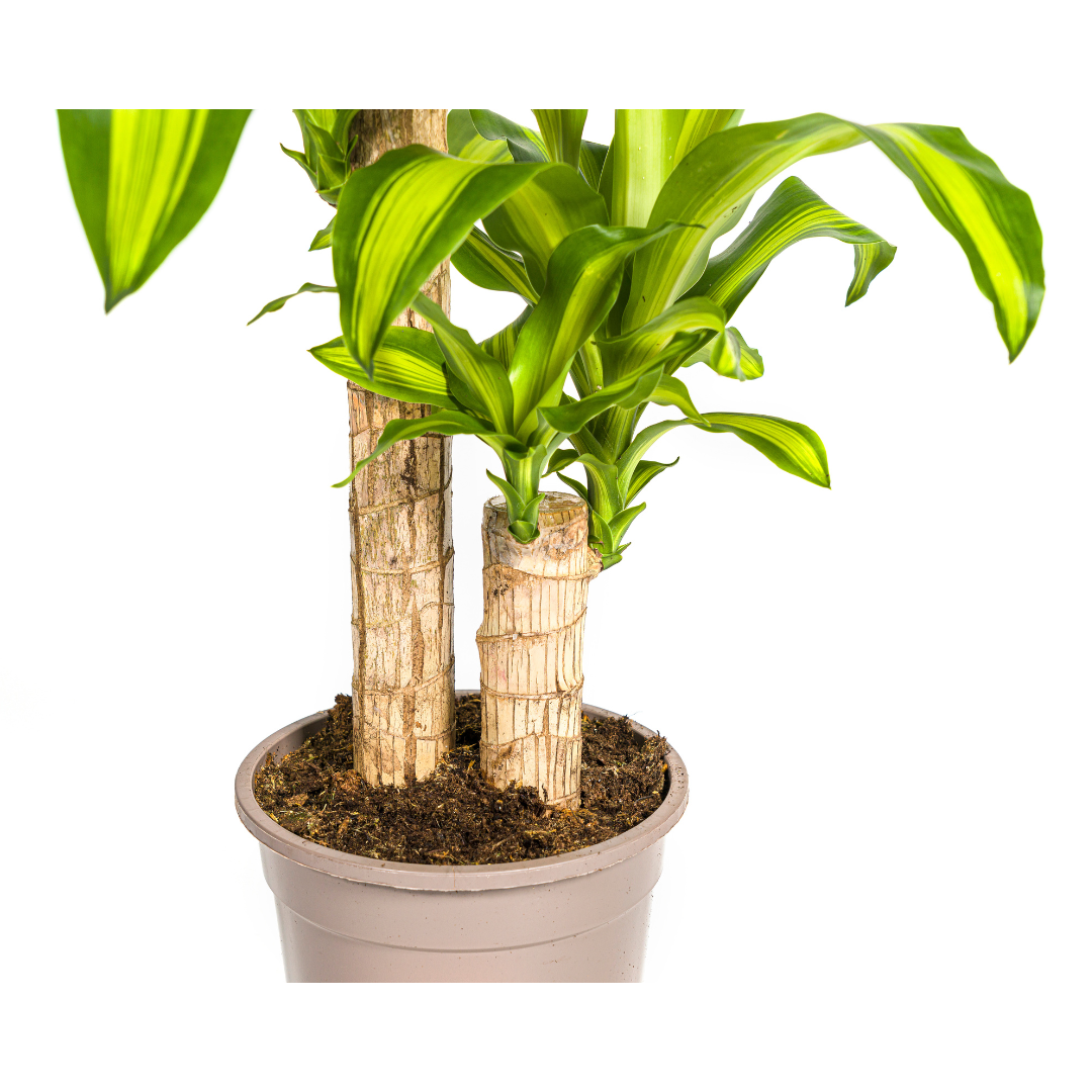 Dracaena Fragrans Massangeana (4250308311674)