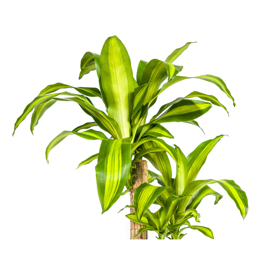 Dracaena Fragrans Massangeana (4250308311674)