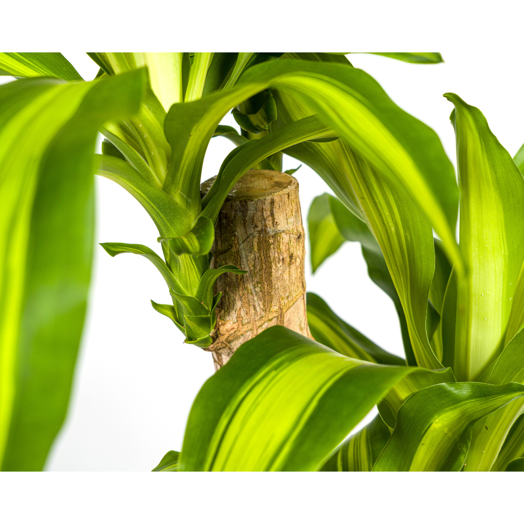 Dracaena Fragrans Massangeana (4250308311674)