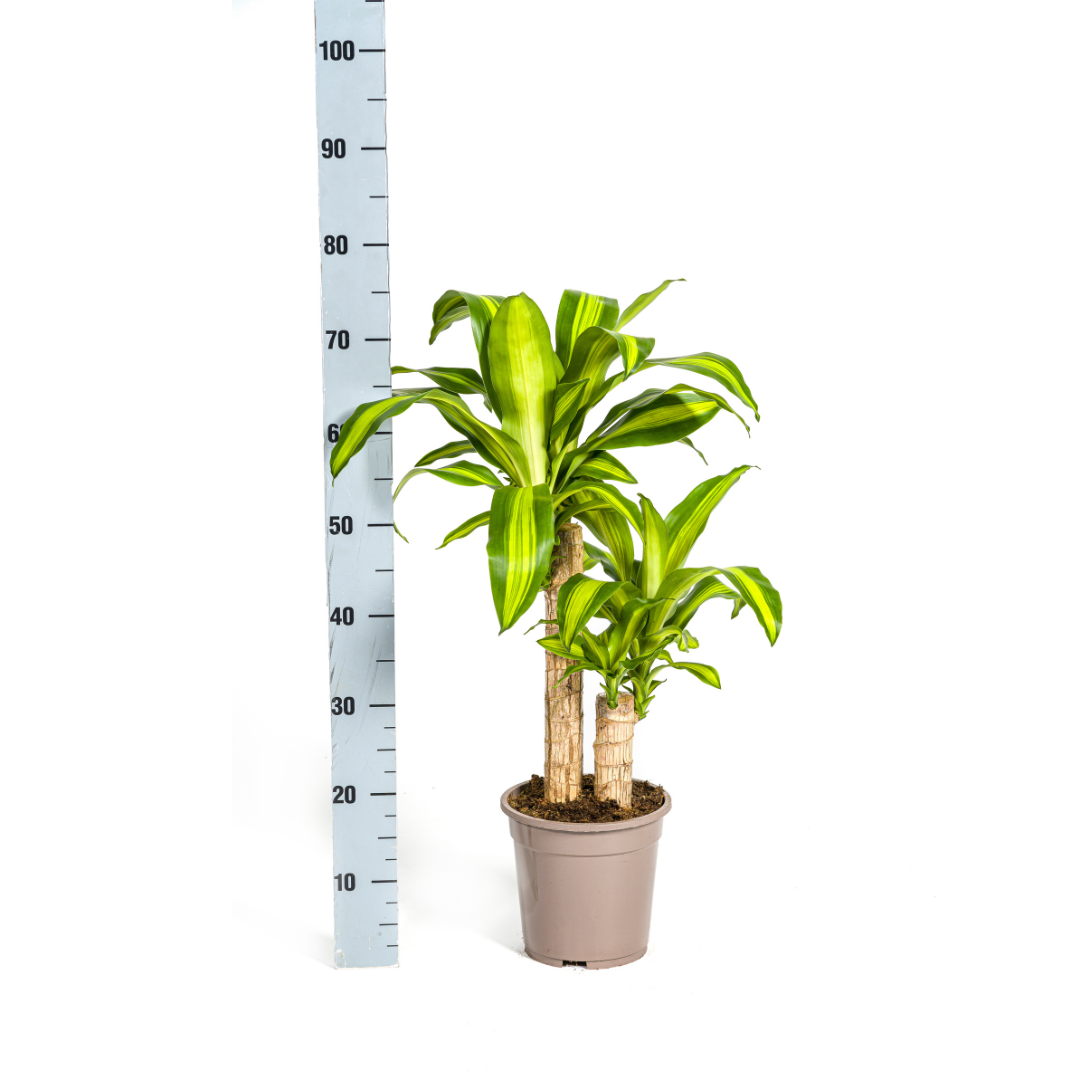 Dracaena Fragrans Massangeana (4250308311674)
