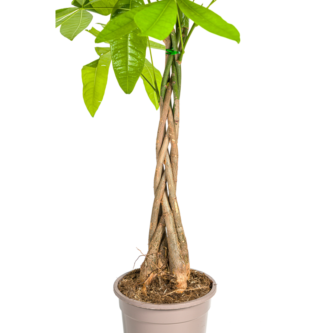 Pachira Aquatica (4250308315306)