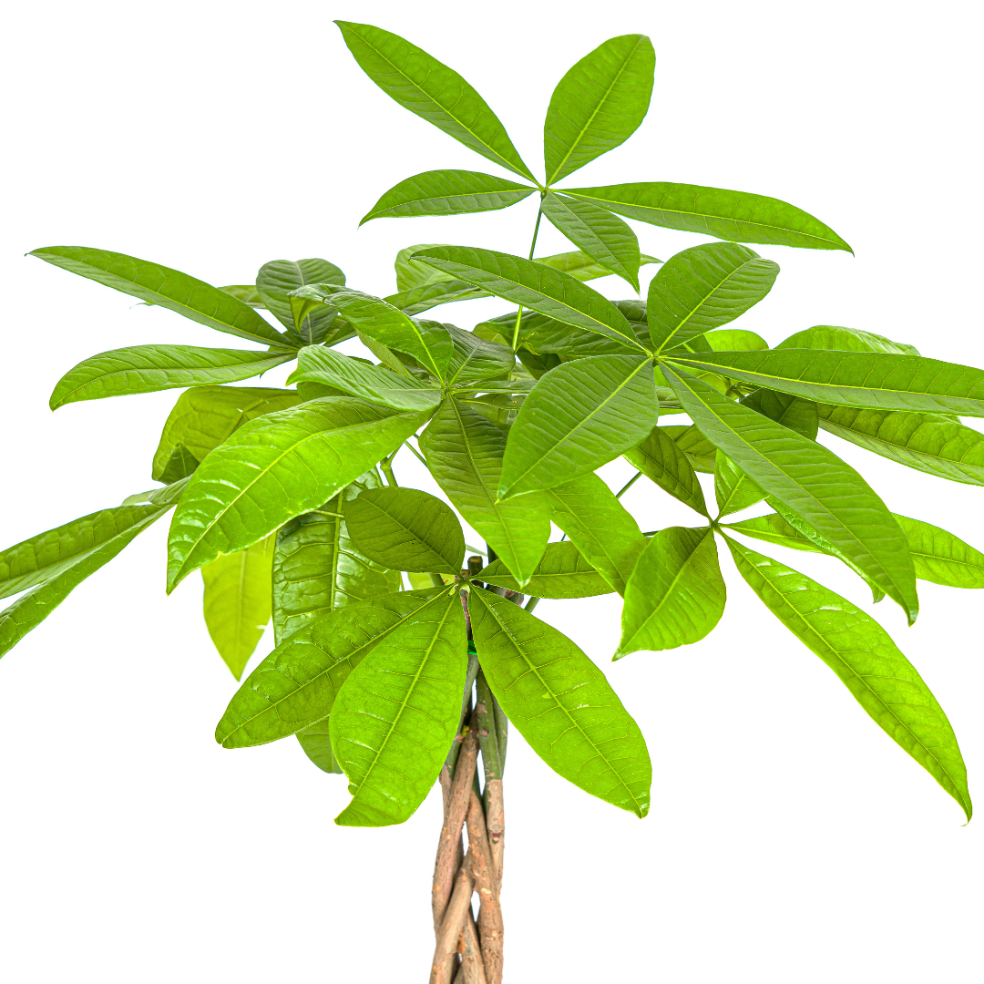 Pachira Aquatica (4250308315306)