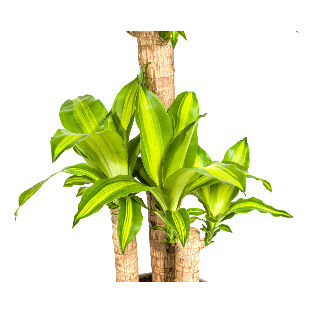 Dracaena Fragrans Massangeana (4250308312886)