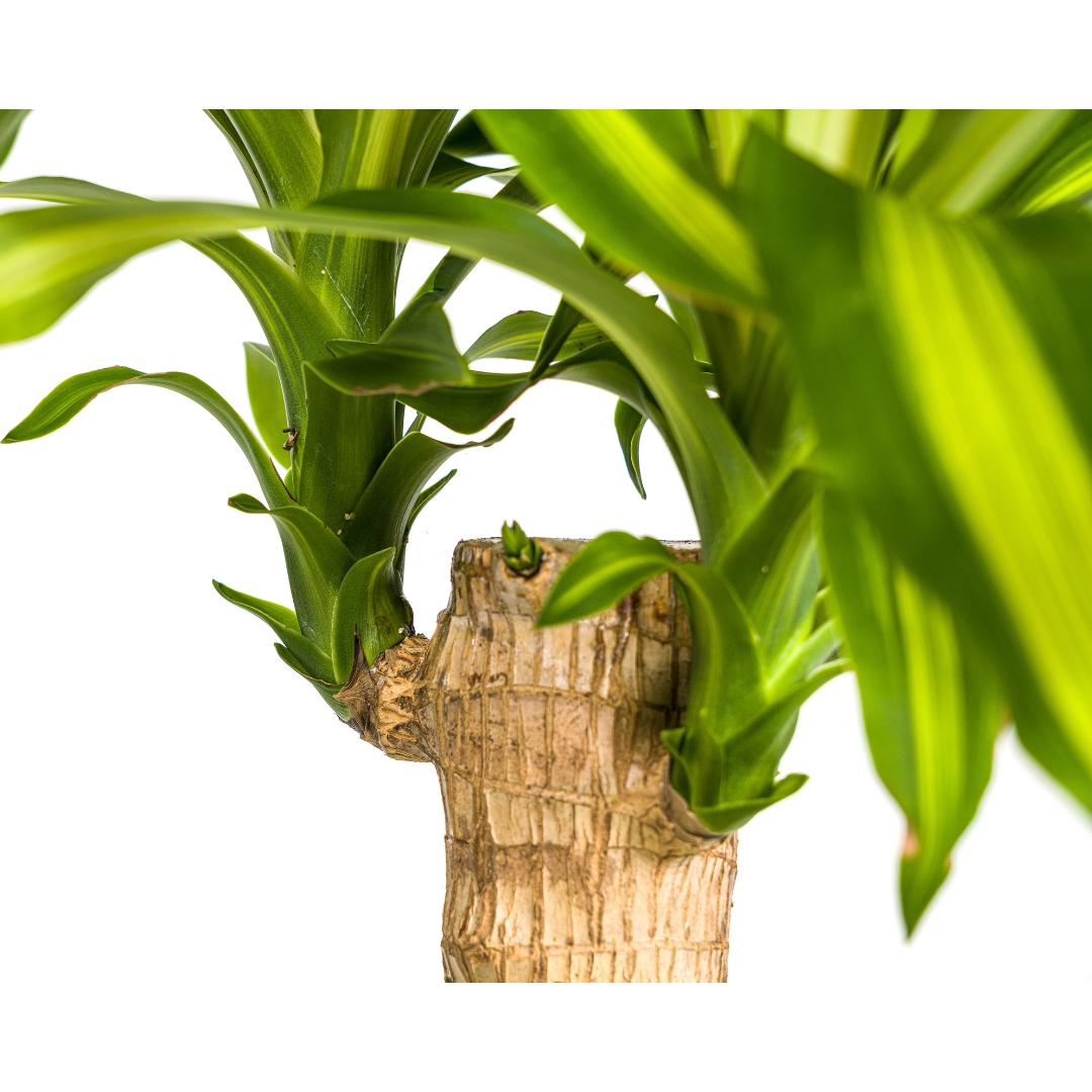 Dracaena Fragrans Massangeana (4250308312886)