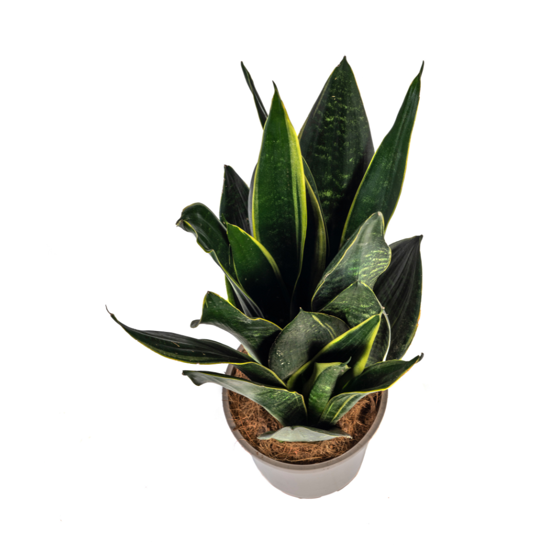 Sansevieria Trifasciata Futura Black (4250308316273)