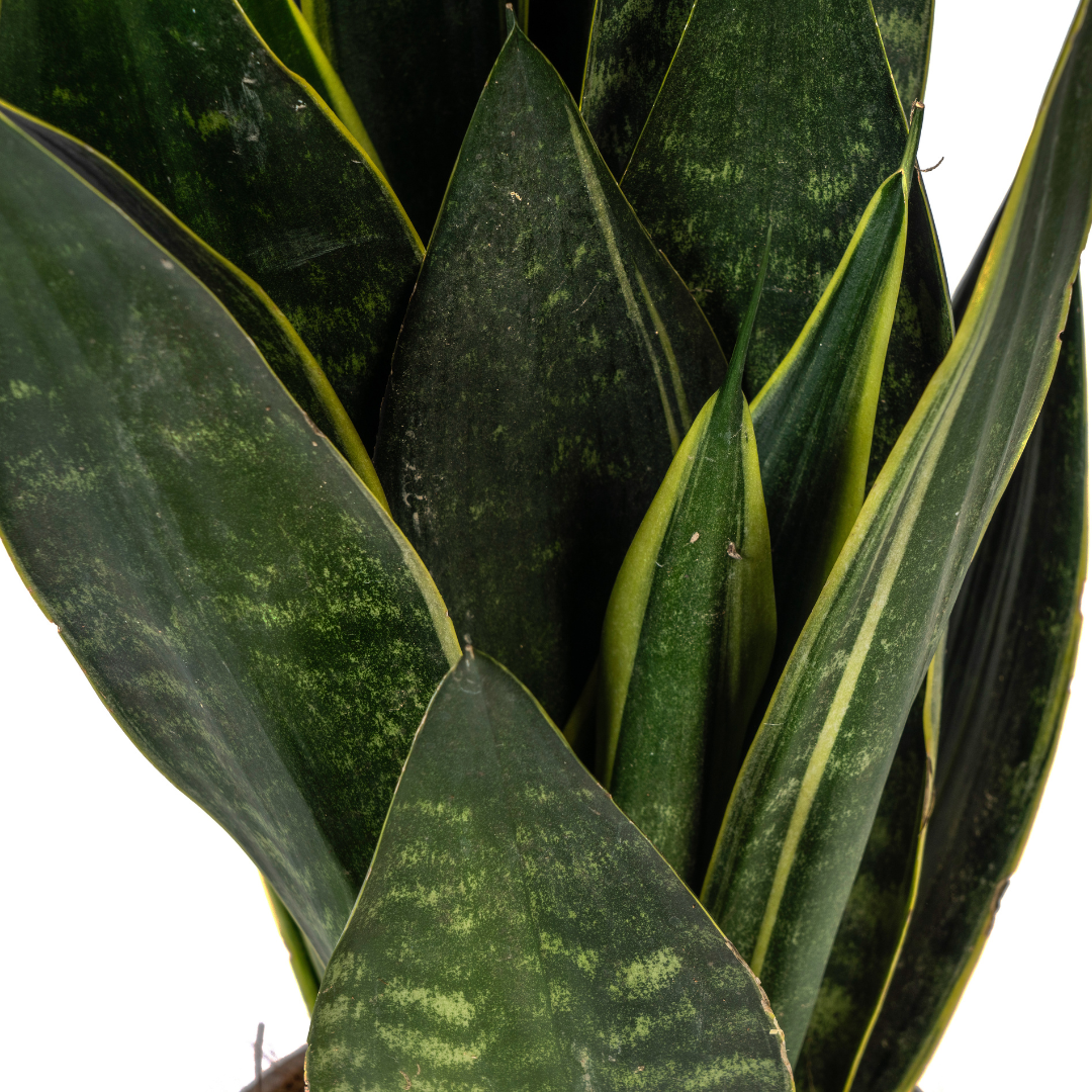 Sansevieria Trifasciata Futura Black (4250308316273)