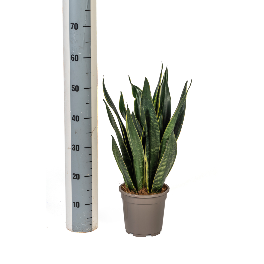 Sansevieria Trifasciata Futura Black (4250308316273)