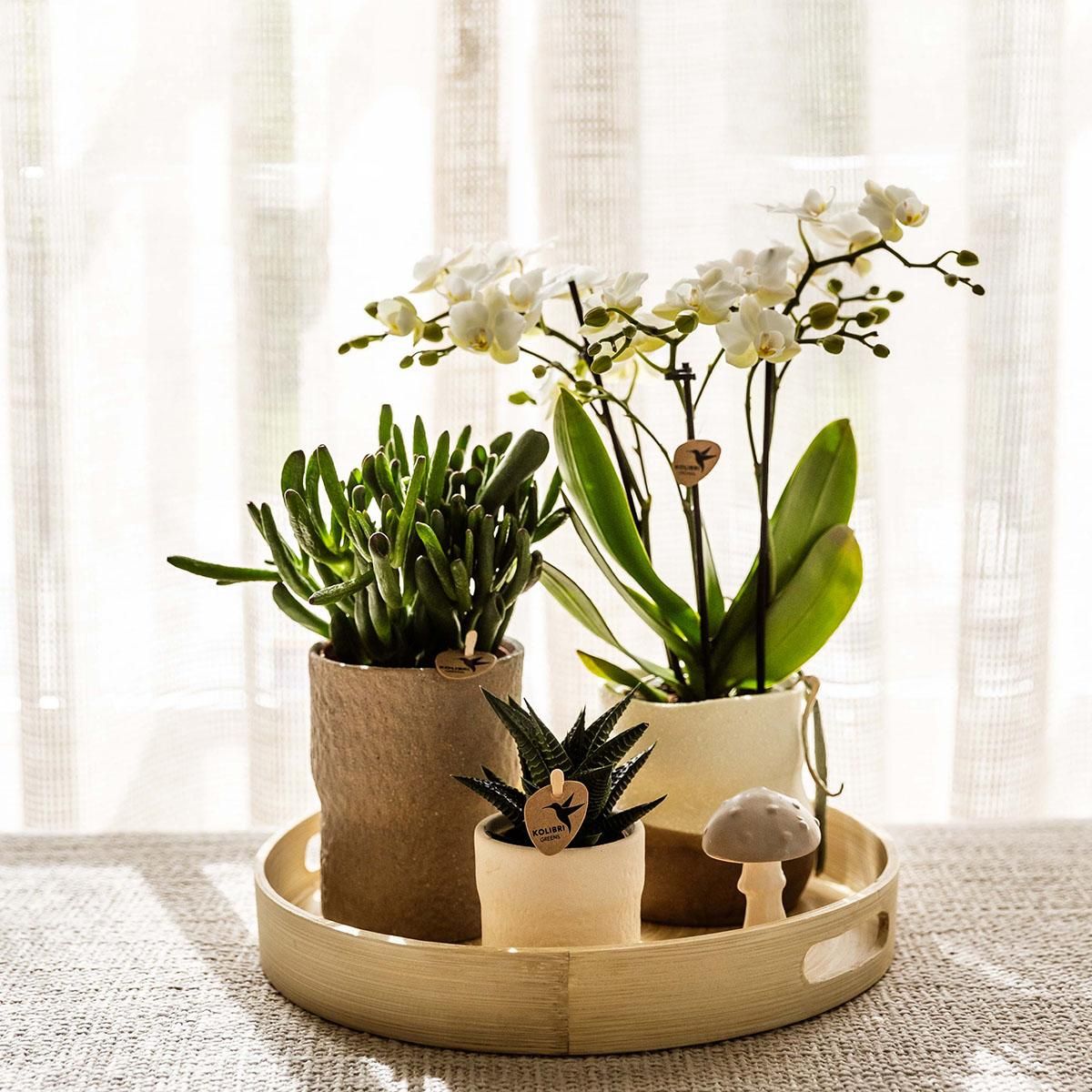 Kolibri Home | Rustic sierpot wit | Ø6cm (8785279224242)