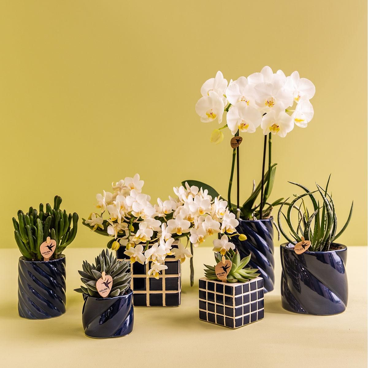 Kolibri Home | Candy sierpot | Hoog - Blue - Ø9cm (8785279222958)