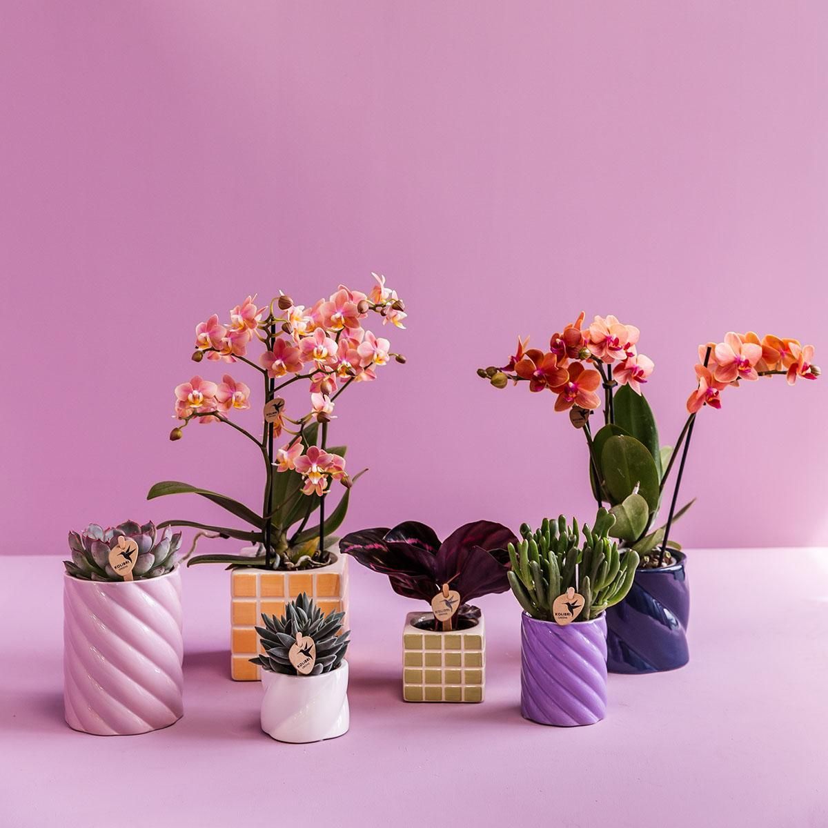Kolibri Home | Candy sierpot | Hoog - Lilac - Ø6cm (8785279222989)
