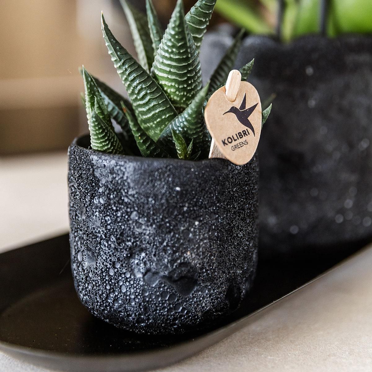 Kolibri Home | Moon sierpot - Black - Ø9cm (8785279223986)