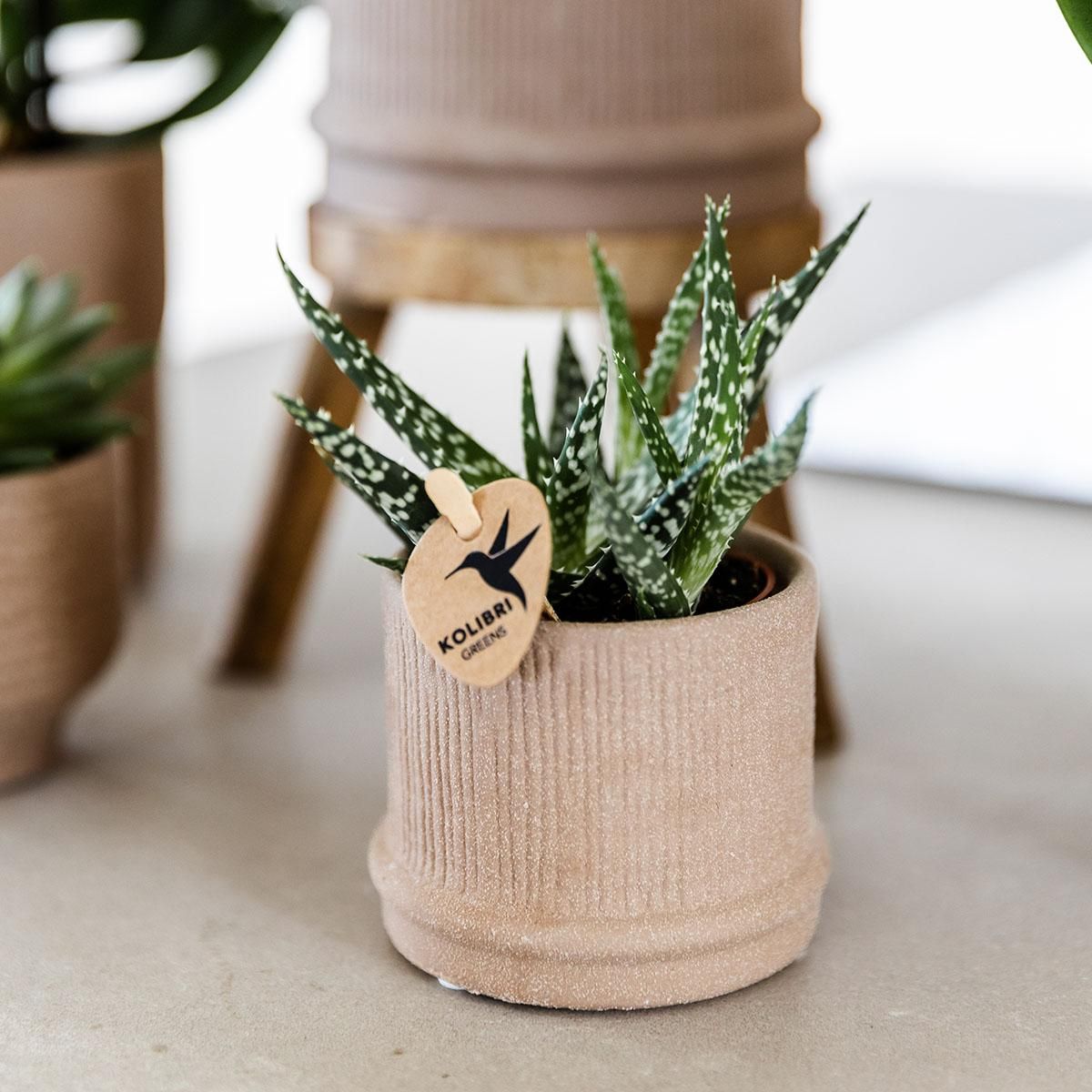 Kolibri Home | Bali sierpot - Sand - Ø6cm (8785279224051)