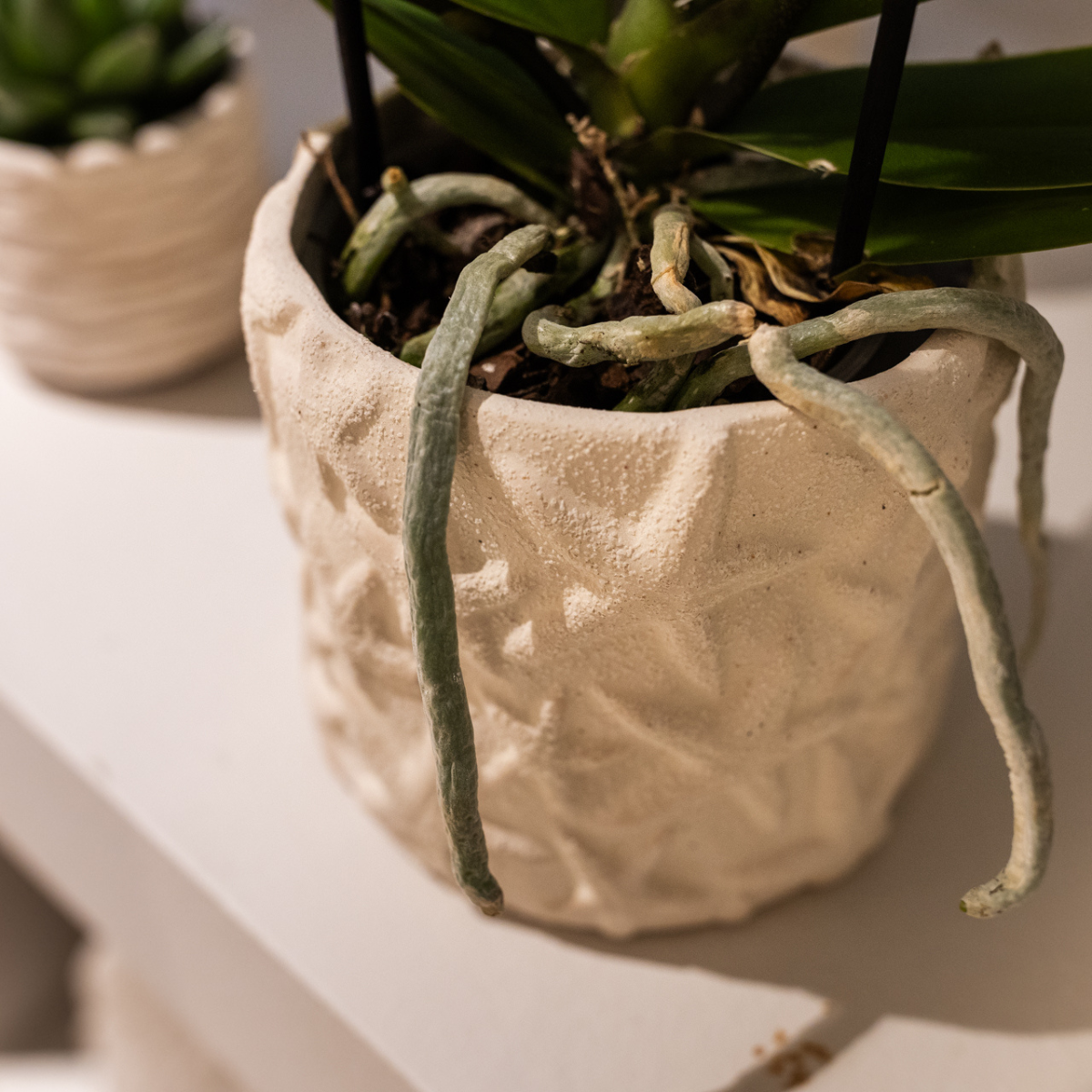 Kolibri Home | Star Fish sierpot - Off White - Ø9cm (8785279224105)
