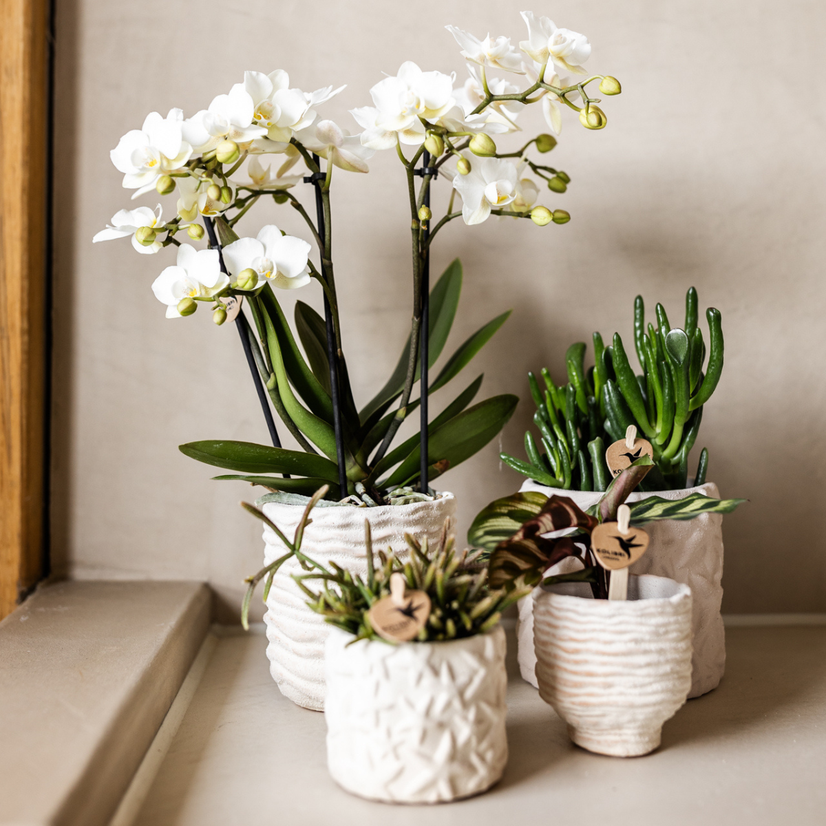 Kolibri Home | Star Fish sierpot - Off White - Ø9cm (8785279224105)