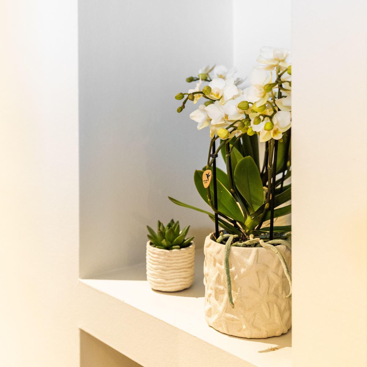 Kolibri Home | Star Fish sierpot - Off White - Ø9cm (8785279224105)