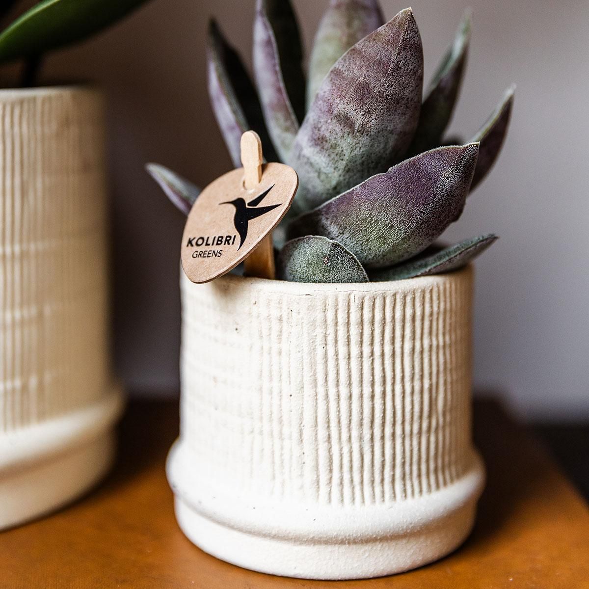 Kolibri Home | Bali sierpot - Off White - Ø6cm (8785279224075)