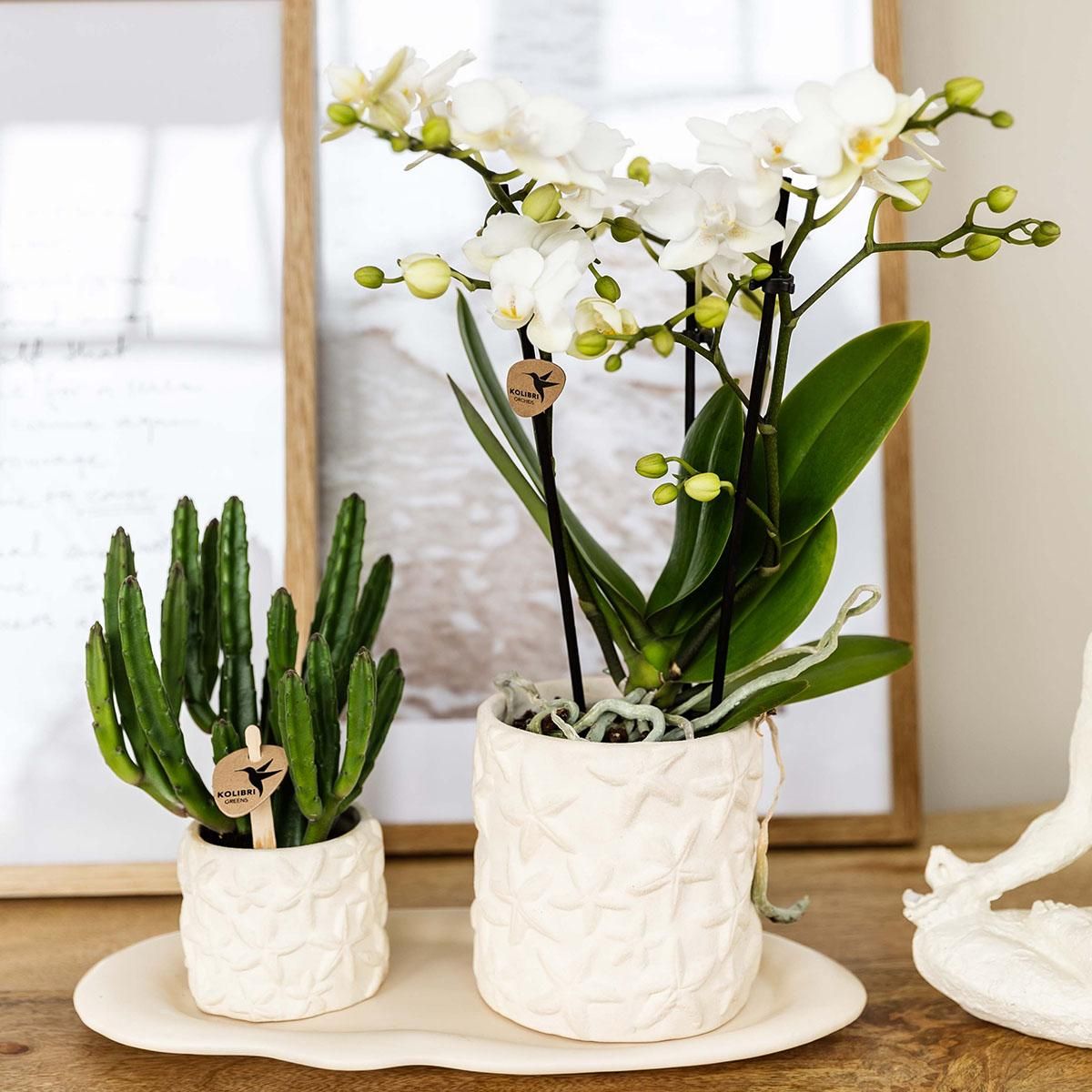 Kolibri Home | Star Fish sierpot - Off White - Ø9cm (8785279224105)